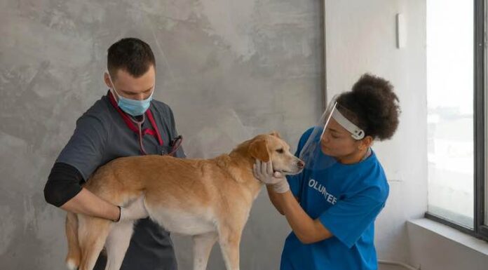 An Animal Kingdom Perspective on How To Manage Medical Treatment In A Workers’ Compensation Case Animal Kingdom Perspective on How To Manage Medical Treatment