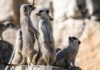 The Role of Collaboration in a Divorce: Lessons from the Animal Kingdom Collaboration in a Animal Kingdom