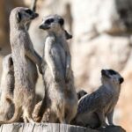 The Role of Collaboration in a Divorce: Lessons from the Animal Kingdom Collaboration in a Animal Kingdom