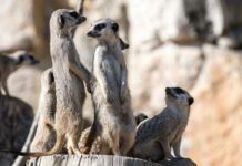 The Role of Collaboration in a Divorce: Lessons from the Animal Kingdom Collaboration in a Animal Kingdom