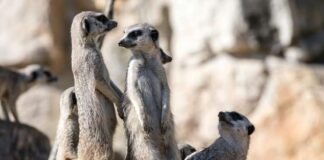 The Role of Collaboration in a Divorce: Lessons from the Animal Kingdom Collaboration in a Animal Kingdom