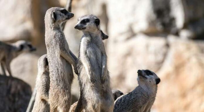 The Role of Collaboration in a Divorce: Lessons from the Animal Kingdom Collaboration in a Animal Kingdom