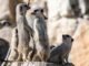 The Role of Collaboration in a Divorce: Lessons from the Animal Kingdom Collaboration in a Animal Kingdom