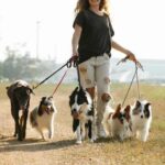 How to Handle Your State’s Statute of Limitations for Pet-related Issues Statute of Limitations for Pet-related Issues