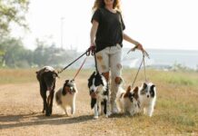 How to Handle Your State’s Statute of Limitations for Pet-related Issues Statute of Limitations for Pet-related Issues