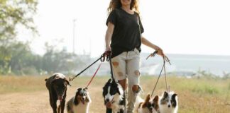 How to Handle Your State’s Statute of Limitations for Pet-related Issues Statute of Limitations for Pet-related Issues