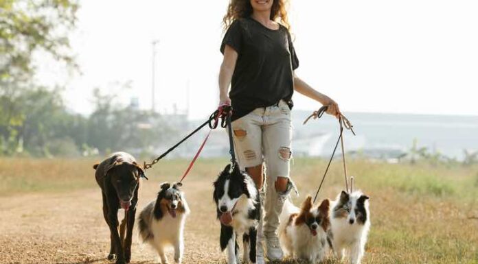How to Handle Your State’s Statute of Limitations for Pet-related Issues Statute of Limitations for Pet-related Issues