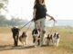 How to Handle Your State’s Statute of Limitations for Pet-related Issues Statute of Limitations for Pet-related Issues