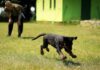 Puppy Socialization Tips: Ensuring a Well-adjusted Pet Puppy Socialization Tips