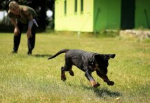 Puppy Socialization Tips: Ensuring a Well-adjusted Pet Puppy Socialization Tips