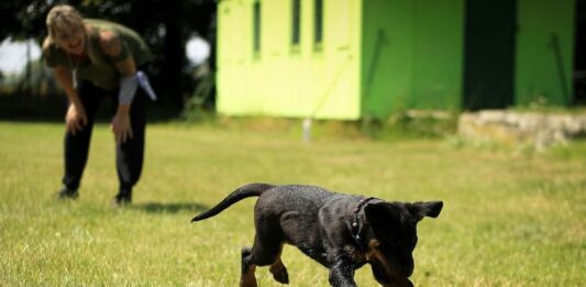 Puppy Socialization Tips: Ensuring a Well-adjusted Pet Puppy Socialization Tips