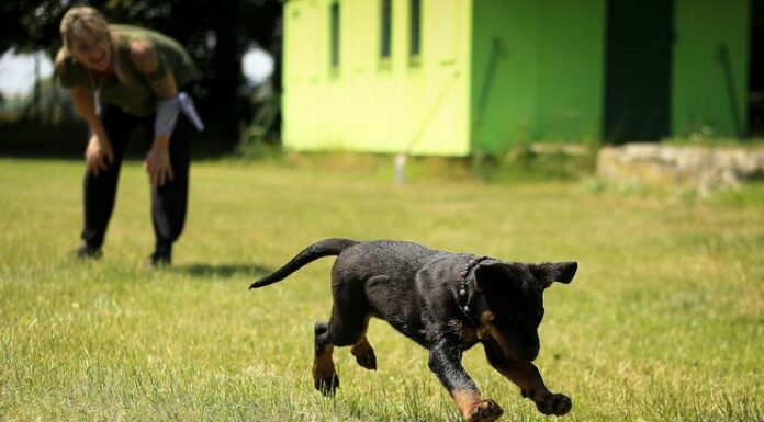 Puppy Socialization Tips: Ensuring a Well-adjusted Pet Puppy Socialization Tips
