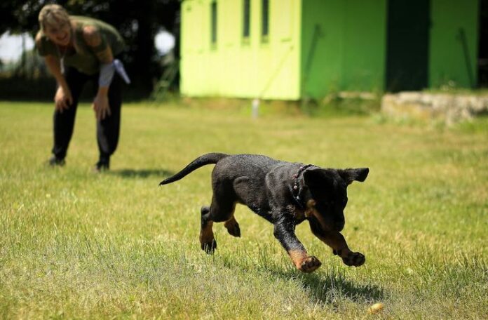 Puppy Socialization Tips