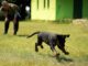 Puppy Socialization Tips: Ensuring a Well-adjusted Pet Puppy Socialization Tips