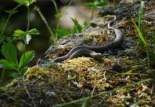 Veterinary Response to Venomous Snake Bites: Protocols and Procedures Veterinary Response to Venomous Snake Bites