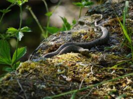 Veterinary Response to Venomous Snake Bites: Protocols and Procedures Veterinary Response to Venomous Snake Bites