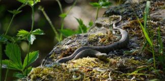 Veterinary Response to Venomous Snake Bites: Protocols and Procedures Veterinary Response to Venomous Snake Bites