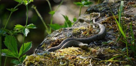 Veterinary Response to Venomous Snake Bites: Protocols and Procedures Veterinary Response to Venomous Snake Bites
