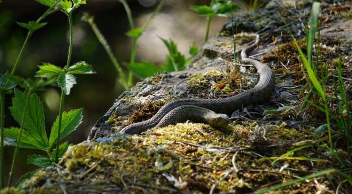 Veterinary Response to Venomous Snake Bites: Protocols and Procedures Veterinary Response to Venomous Snake Bites