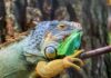 Reptile Food Tips: How to Keep Your Pet Happy and Healthy Reptile Food Tips