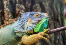 Reptile Food Tips: How to Keep Your Pet Happy and Healthy Reptile Food Tips
