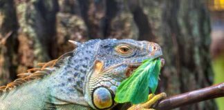 Reptile Food Tips: How to Keep Your Pet Happy and Healthy Reptile Food Tips