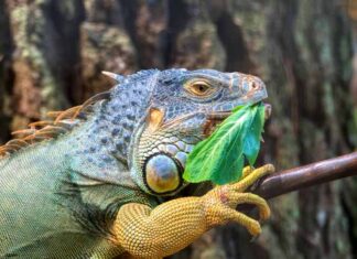 Reptile Food Tips: How to Keep Your Pet Happy and Healthy Reptile Food Tips