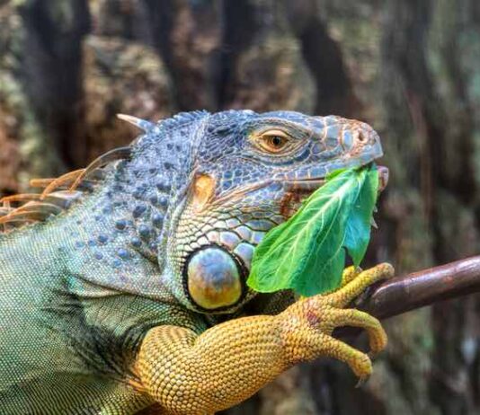 Reptile Food Tips: How to Keep Your Pet Happy and Healthy Reptile Food Tips