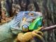 Reptile Food Tips: How to Keep Your Pet Happy and Healthy Reptile Food Tips